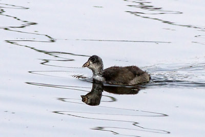 Pied-billed Grebe