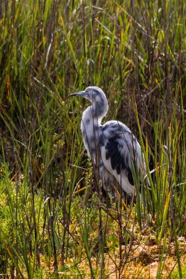 Little Blue Heron