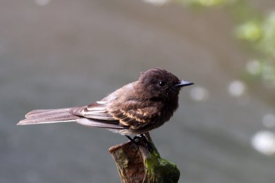 Black Phoebe