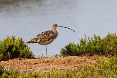 Long-billed Curlew