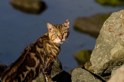 Feral Cat