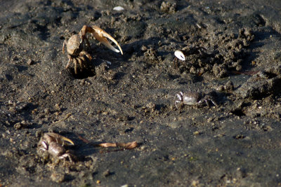 Fiddler Crabs (Unca crenulata)