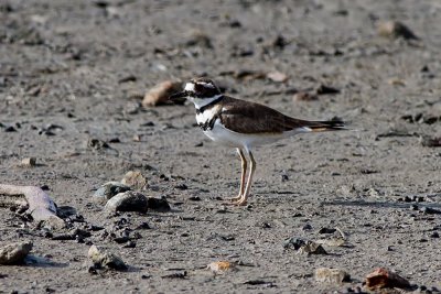 Killdeer