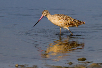 Marbled Godwit