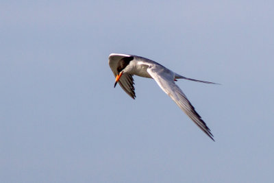 Forster's Tern