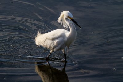 Snowy Egret