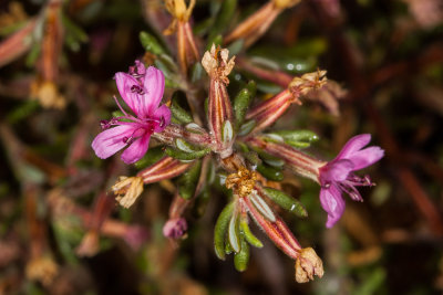 Alkali Heath (Frankenia grandiflora)