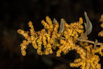 Big Saltbush(Atriplex  lentiformis)