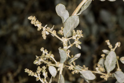 Big Saltbush(Atriplex  lentiformis)