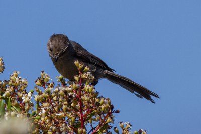 Bushtit