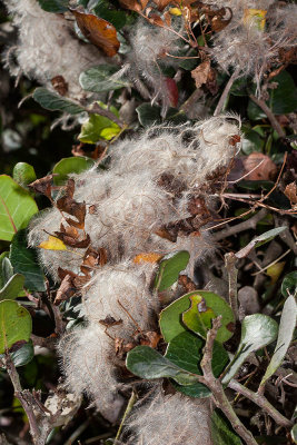 Pipestem Clematis (Clematis lasiantha)