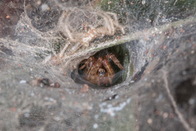 Funnel Weaver Spider (Agelenopsis spp)