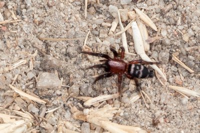 Steathy Ground Spider (Sergiolus montanus)