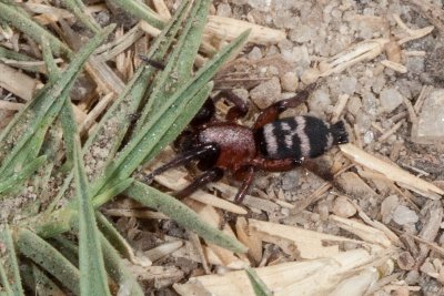 Steathy Ground Spider (Sergiolus montanus)