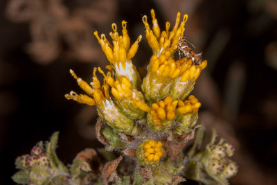 Coastal  Goldenbush (Isocoma menziesii menziesii)