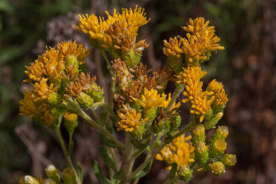 Coastal  Goldenbush (Isocoma menziesii menziesii)