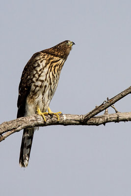 Cooper's Hawk