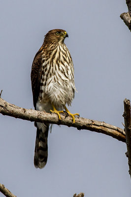 Cooper's Hawk