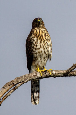 Cooper's Hawk