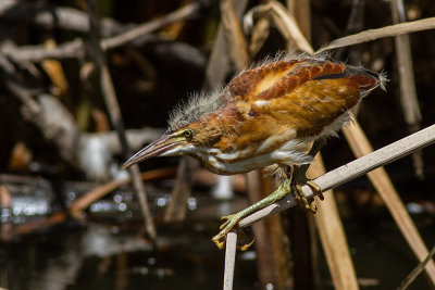 Least Bittern