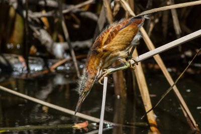 Least Bittern