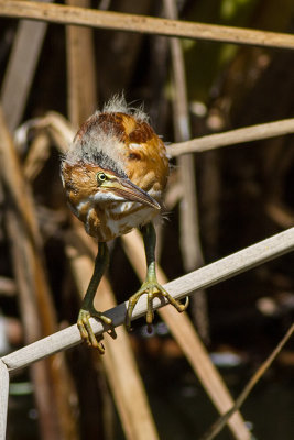 Least Bittern