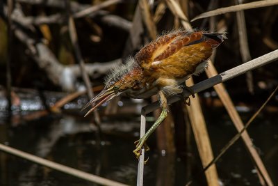 Least Bittern