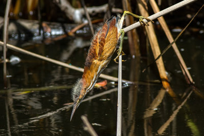 Least Bittern