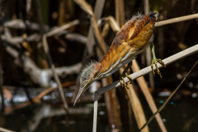 Least Bittern