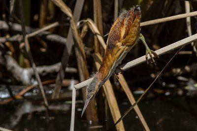 Least Bittern