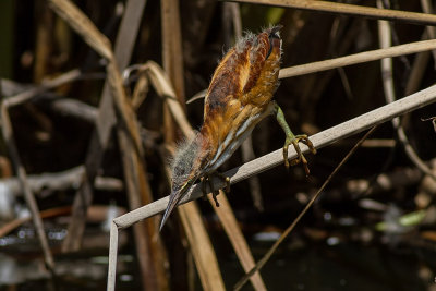 Least Bittern