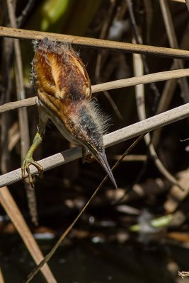 Least Bittern