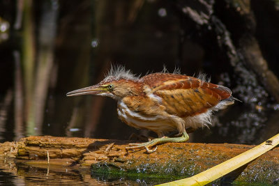 Least Bittern