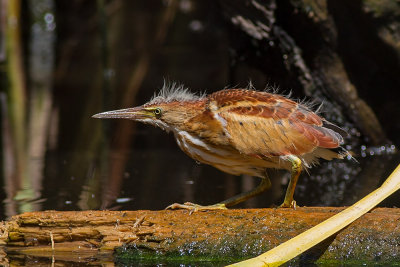 Least Bittern