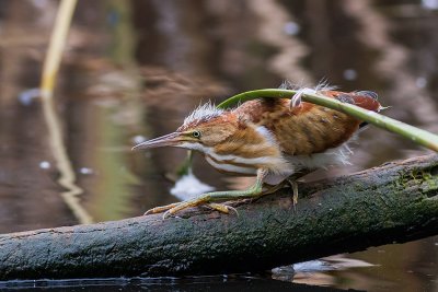 Least Bittern