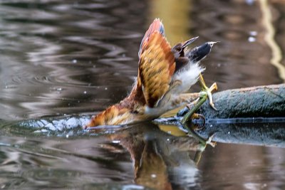 Least Bittern