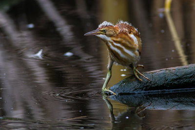 Least Bittern