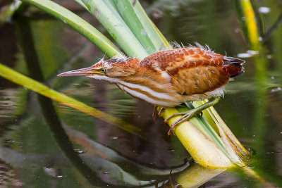 Least Bittern