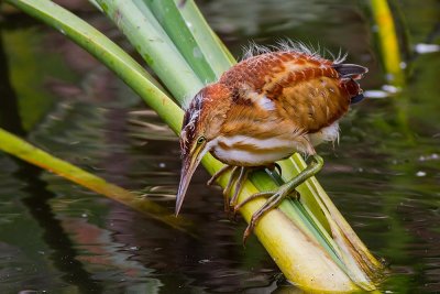 Least Bittern