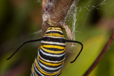 Monarch Butterfly caterpillar (Danaus plexippus)