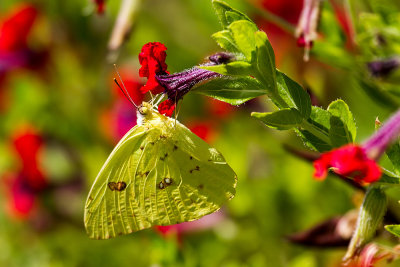 Cloudless Sulphur Butterfly (Phoebis sennae marcellina)