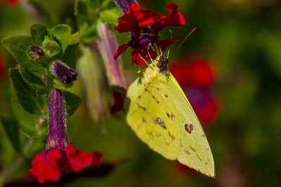 Cloudless Sulphur Butterfly (Phoebis sennae marcellina)