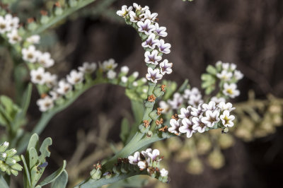 Salt Heliotrope (Heliotropium crasssavicum)