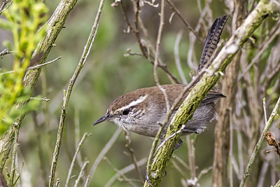 Bewick's Wren