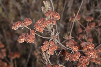 Flat-top Buckwheat ( Eriogonum fasciculatum foliolosum)