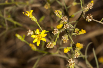 Graceful Tarplant (Holocarpha virgata elongata)