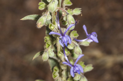 Vinegar Weed (Trichostema lanceolatum)