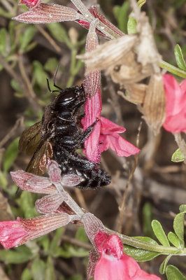 Carpenter Bee