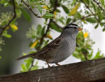 White-crowned Sparrow