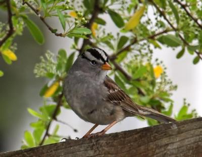 White-crowned Sparrow